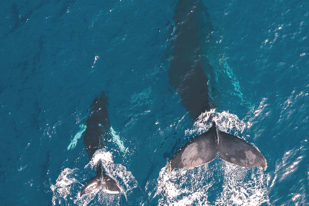 Best Kauai Whale Watching Airplane Tour