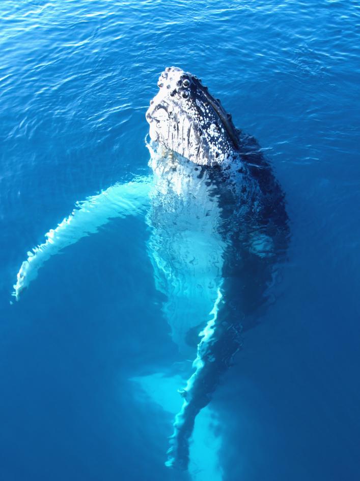 humpback whale watching kauai