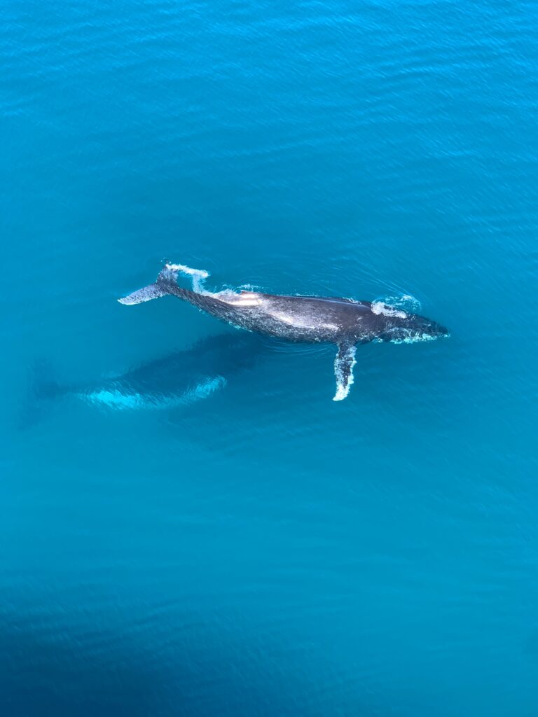 Kauai Whale Watching by Airplane