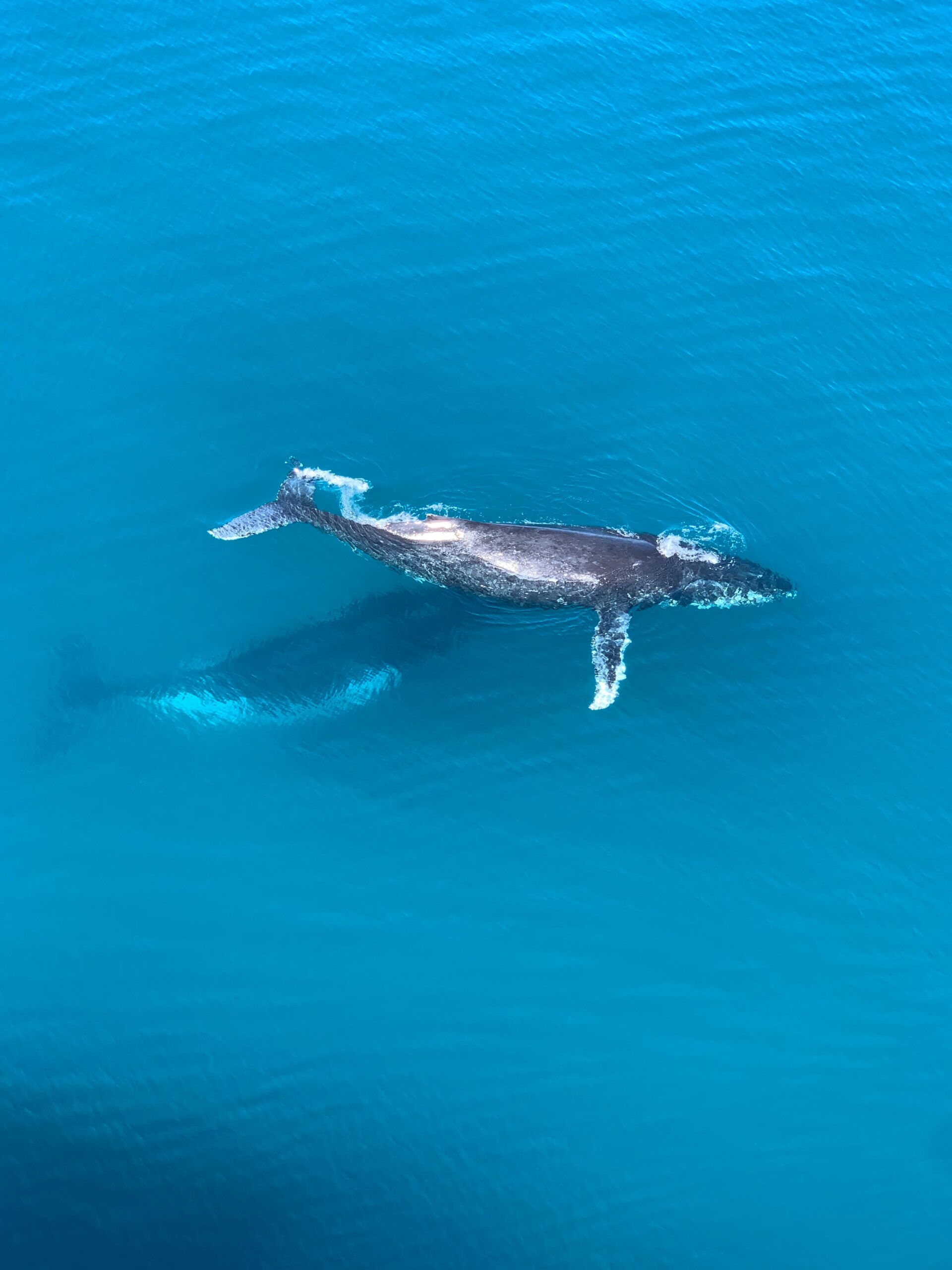 Kauai Whale Watching By Airplane